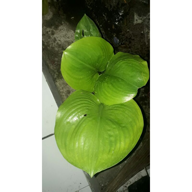 KELADI HOSTA INDUKAN