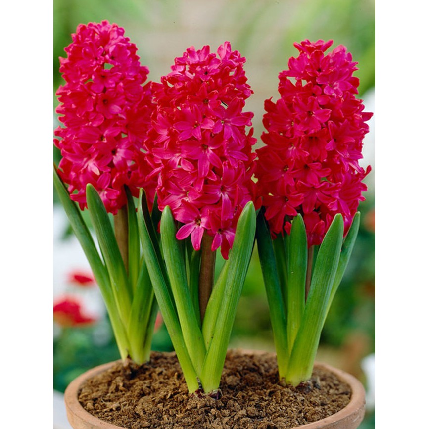 Bibit Umbi Bunga Hyacinth Merah Jan bos