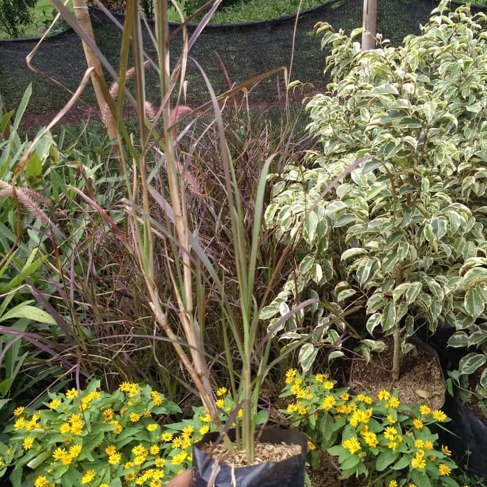 Tanaman hias alang alang merah / alang alang merah