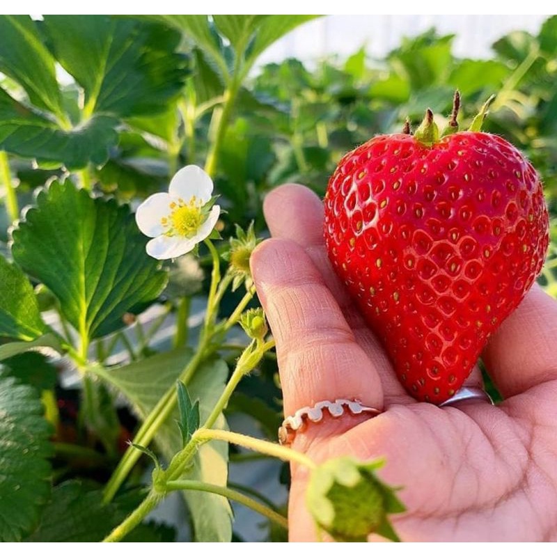 Jual PROMO Bibit Tanaman Strawberry California/jumbo Super Murah ...