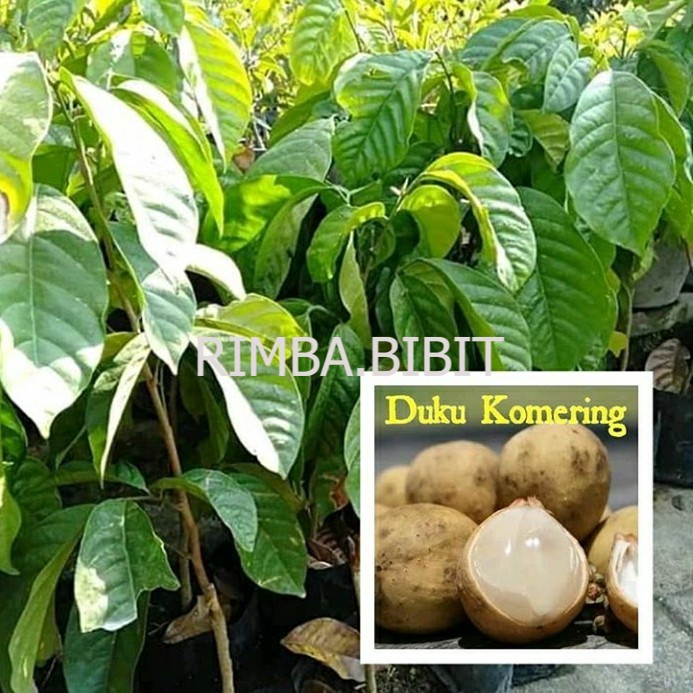 Bibit Buah Duku komering Unggul siap berbuah