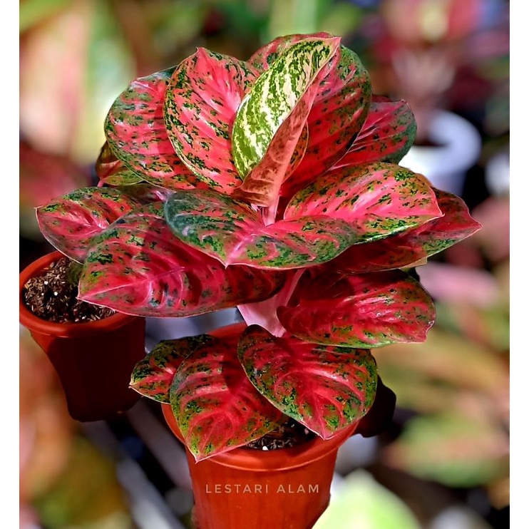 Aglonema Wulandari Mangkok Murah ( Tanaman hias Aglonema aglaonema wulandari murah ) BISA COD ✅