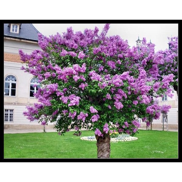 25 benih biji Seeds Bunga Bungur ungu/ sakura lokal /French Lilac Bunga Ungu Harum