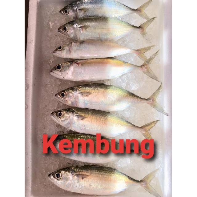 

Promo Ikan Kembung Banjar 10kg
