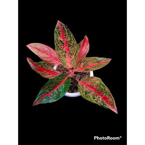 aglonema Arimbi/Aglaonema Arimbi daun 5-7 ukuran remaja