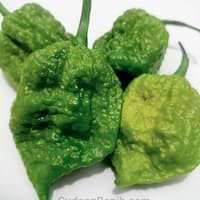 Benih Bibit Biji - Cabai Big Mustard Mama BMM Super Pedas Pepper Seeds