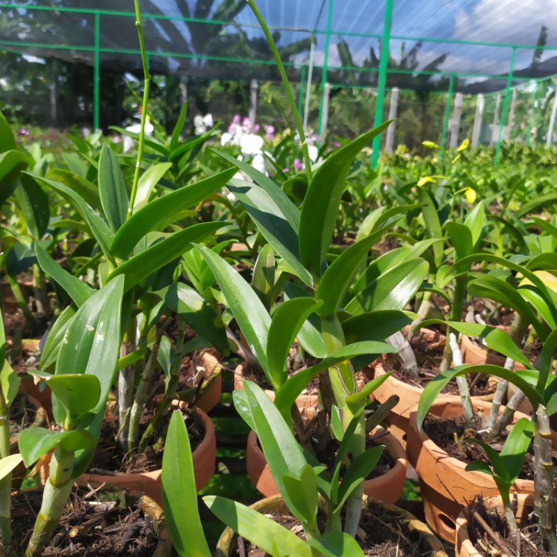 bunga angrek/pohon angrek Dendrobium