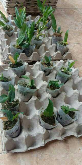 Anggrek Sedling Dendro Hybrid