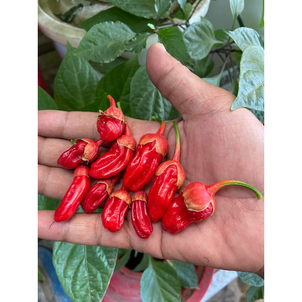 Benih Bibit Biji - Cabai Bubblegum BBG Red Pepper Seeds