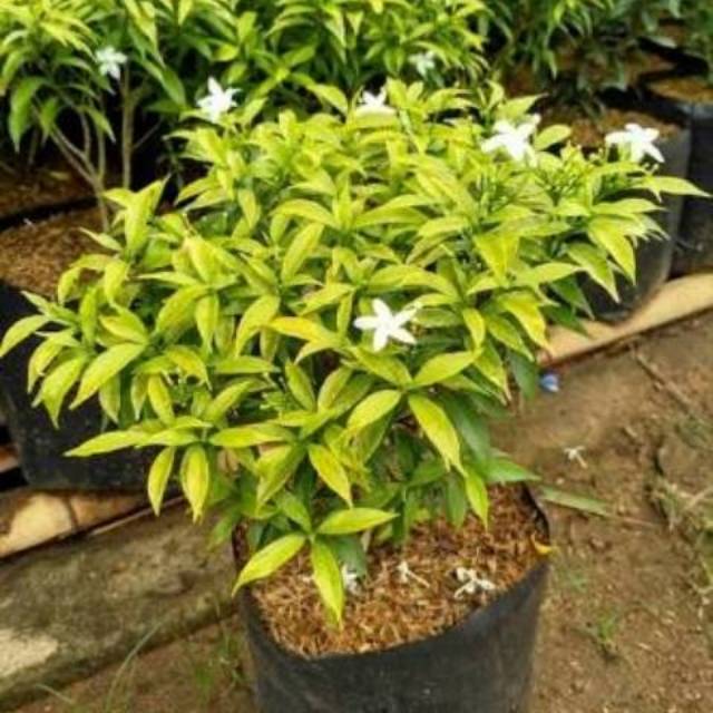 Jual Rombusa Mini Saberna Mini Sarbena Tanaman Hias Tanaman Outdoor Shopee Indonesia 4991