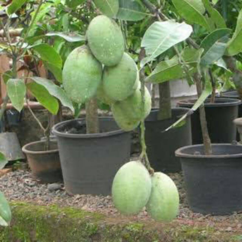 entres mangga madu/manalagi super genjah
