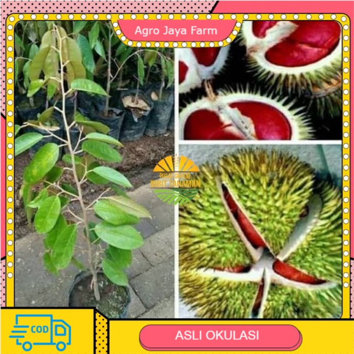 Asli Bibit durian merah super Terlaris