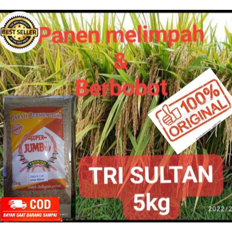 Benih Padi unggul TRI SULTAN 5kg