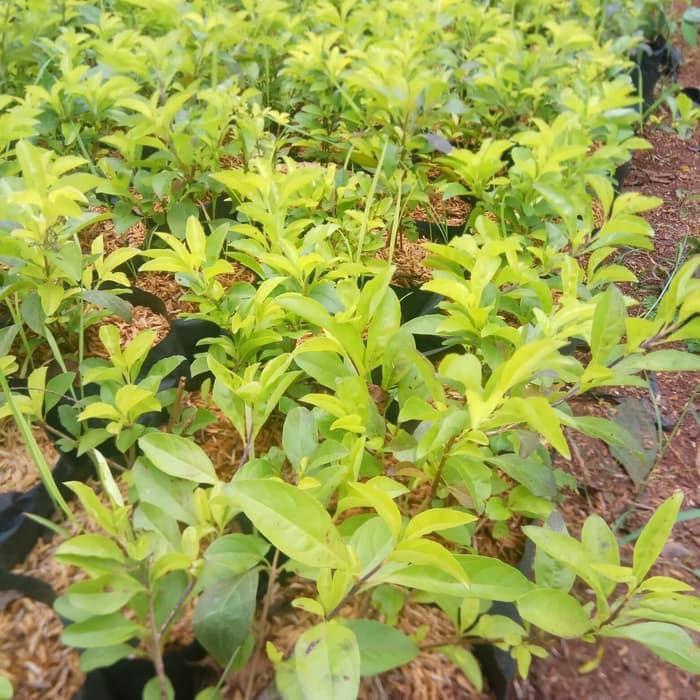 tanaman hias pangkas kuning - pohon pagar pangkas kuning