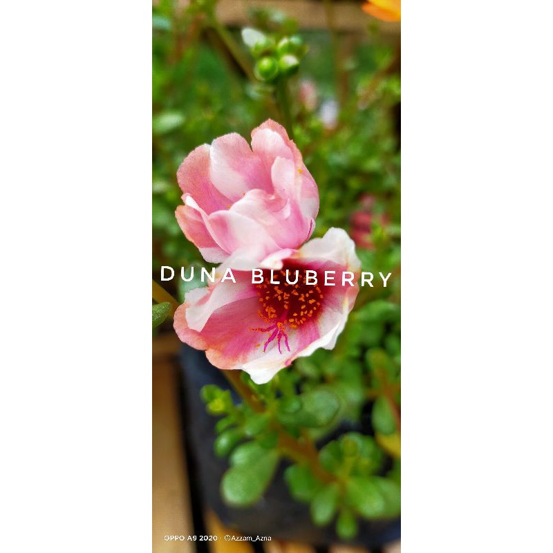 

Krokot Duna Bluberry