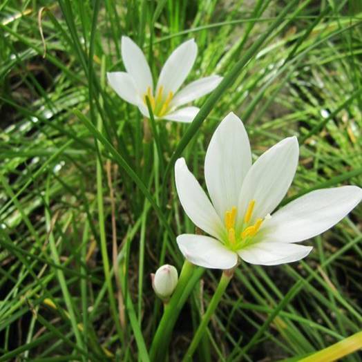 Tanaman hias rain lily kucai tulip bunga putih taman