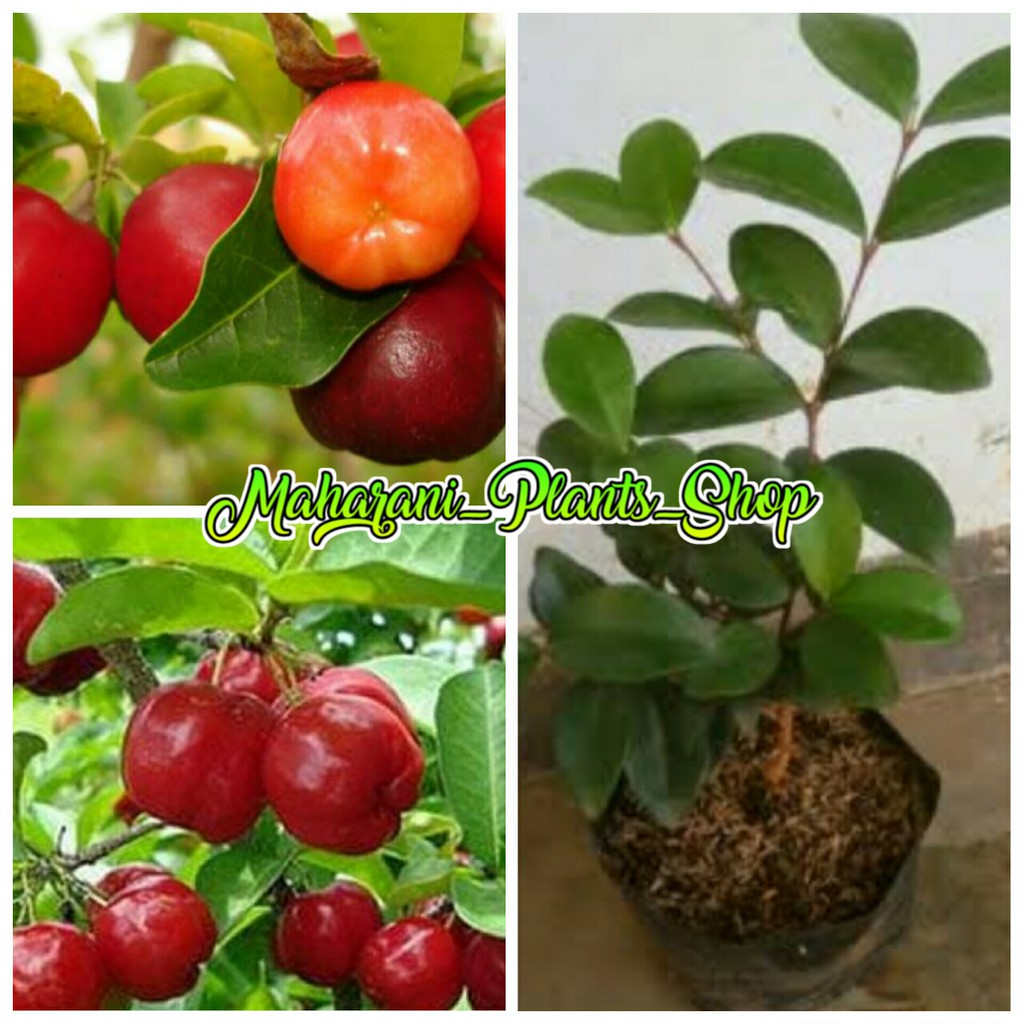 bibit buah ceri vietnam