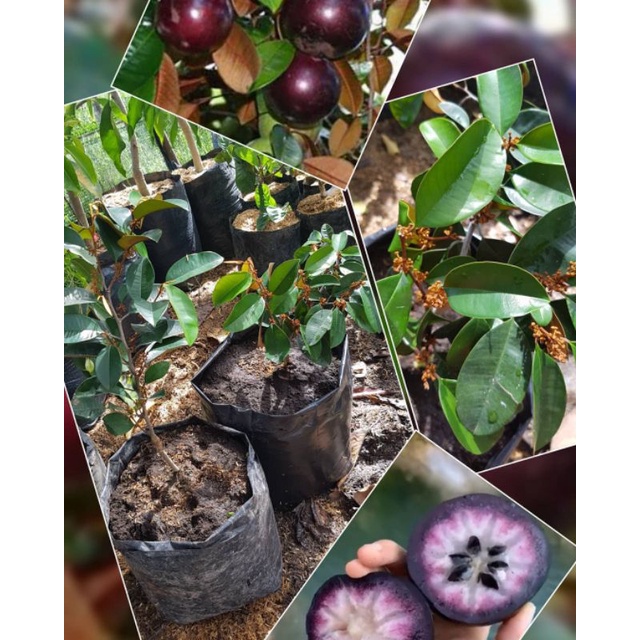 Bibit Tanaman Buah Kenitu Ungu Sawo Durian Ungu  Sawo Apel Super Unggul Hasil Okulasi Stek Cangkok C