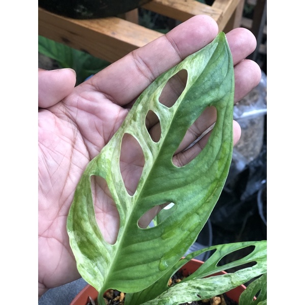 janbol varigata / monstera adansonii varigata lokal