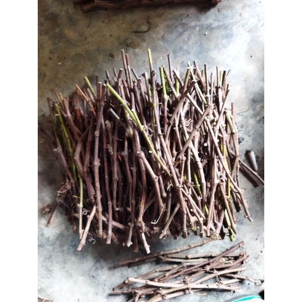 cutting anggur red master