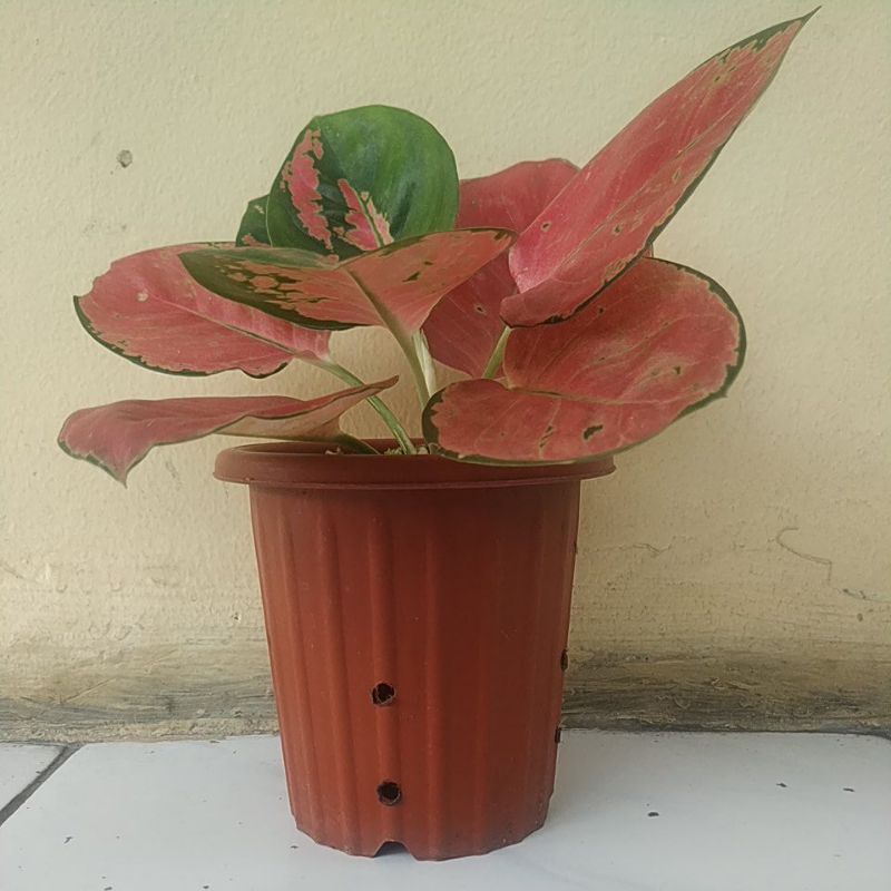 Aglonema Kochin Ebony