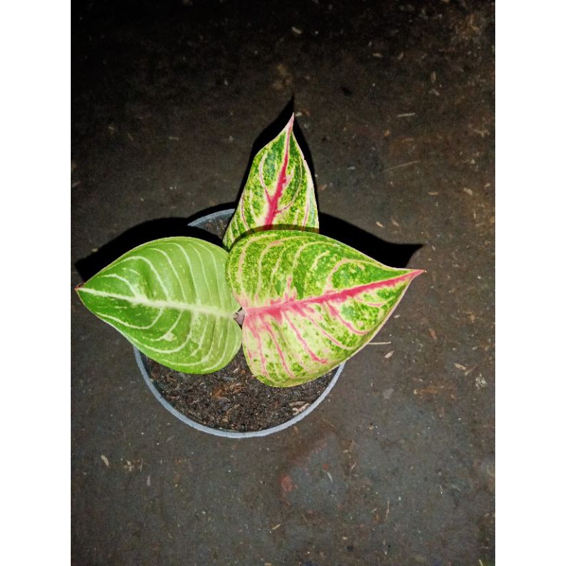 Aglaonema moonlight