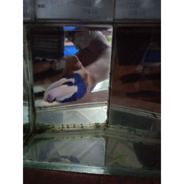 Fimel cupang blue rim ORI Thailand