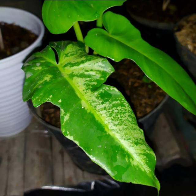 philodendron dragon varigata