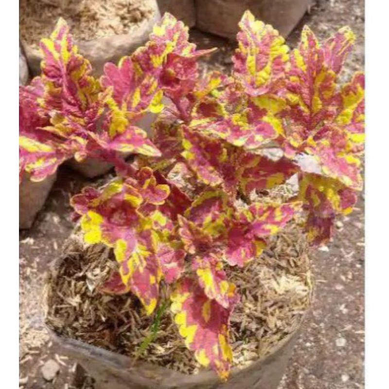 TANAMAN HIAS MIANA TENTARA