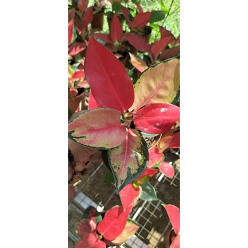 Aglonema suksom pelangi