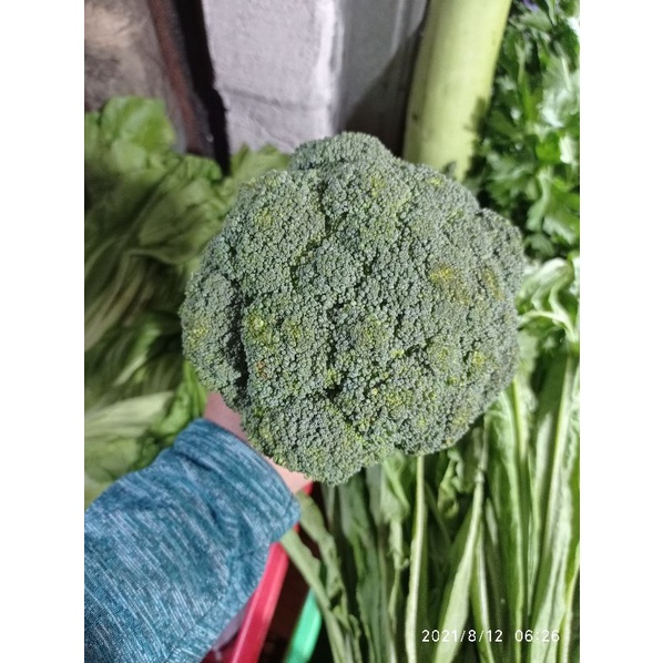 

Brokoli Bandung Fresh