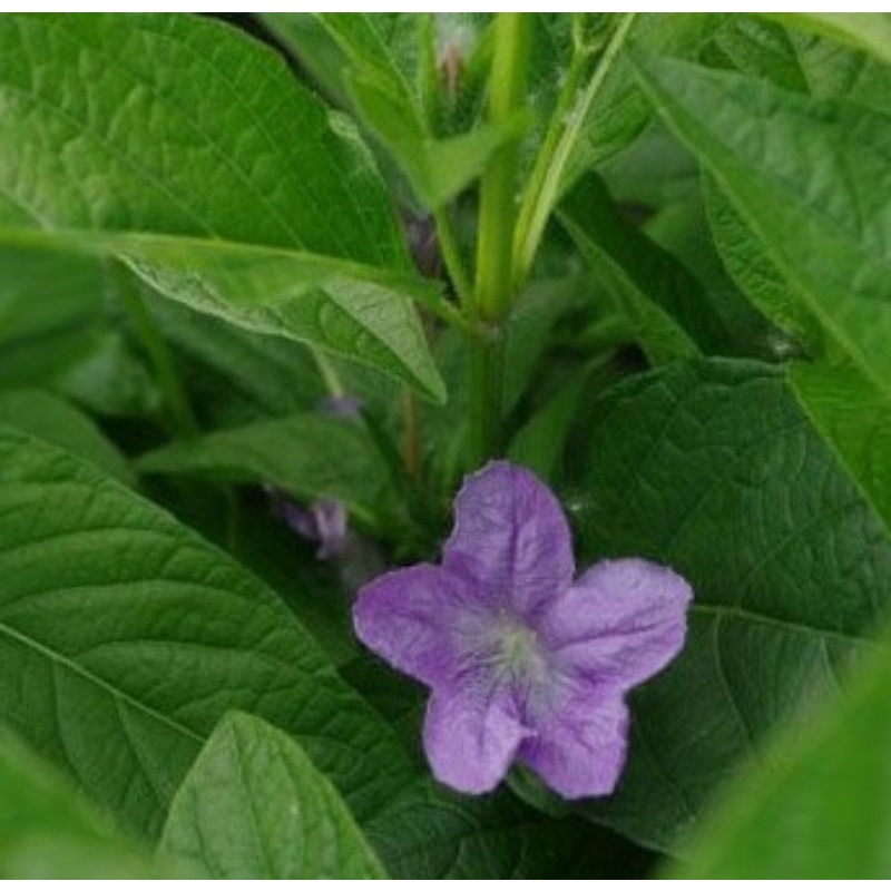 

Daun Pletekan /Kencana Wungu Untuk Obat Kencing Batu