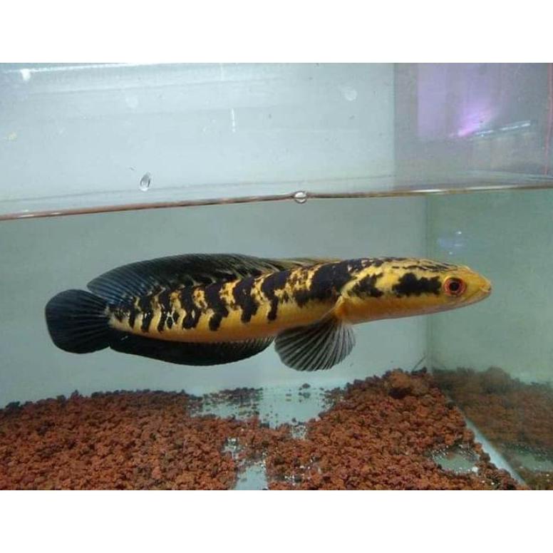 Chana Yellow sentarum 20-24cm red eye(fix)