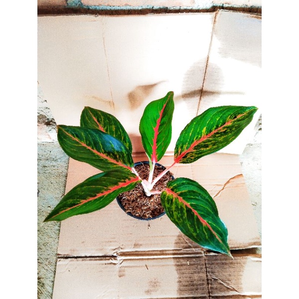 Aglonema Red borju lokal Dewasa jumbo
