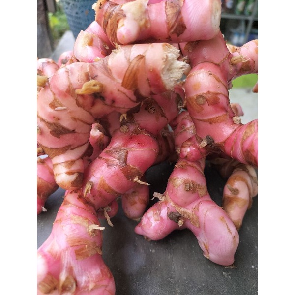 

LAOS / LENGKUAS MERAH SEGAR MURAH