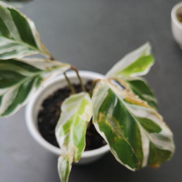 Tanaman Hias Calathea Fusion - Maranta Tisu- Meranti Kapas