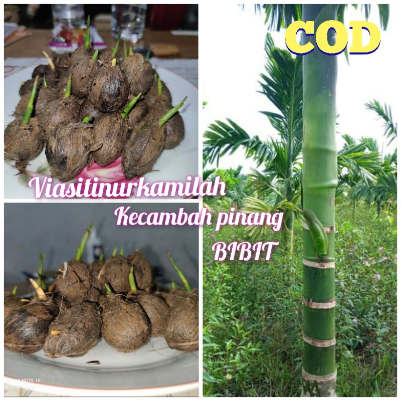 KECAMBAH PINANG BIBIT UNGGUL