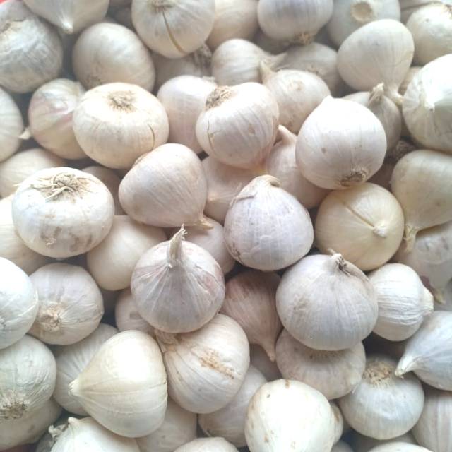 

Bawang putih tunggal/bawang lanang 500gr