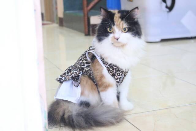 Dress macan untuk kucing &amp; anjing /Jual Baju Kucing Terlengkap &amp; Berkualitas size S-XL