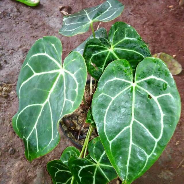 Tanaman hias kuping gajah/tanaman tengkorak