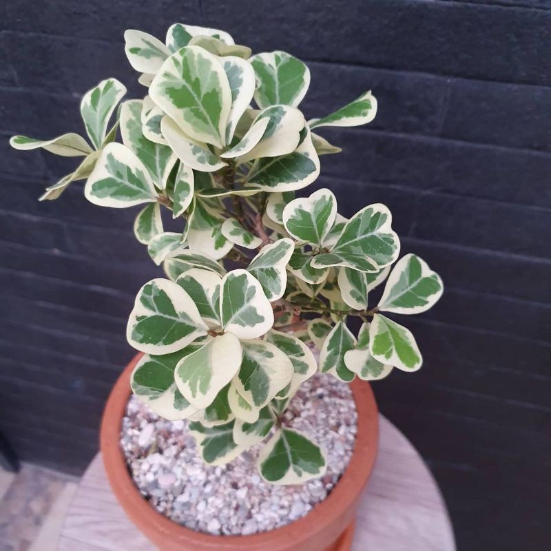 Tanaman ficus varigata | kupu-kupu ficus