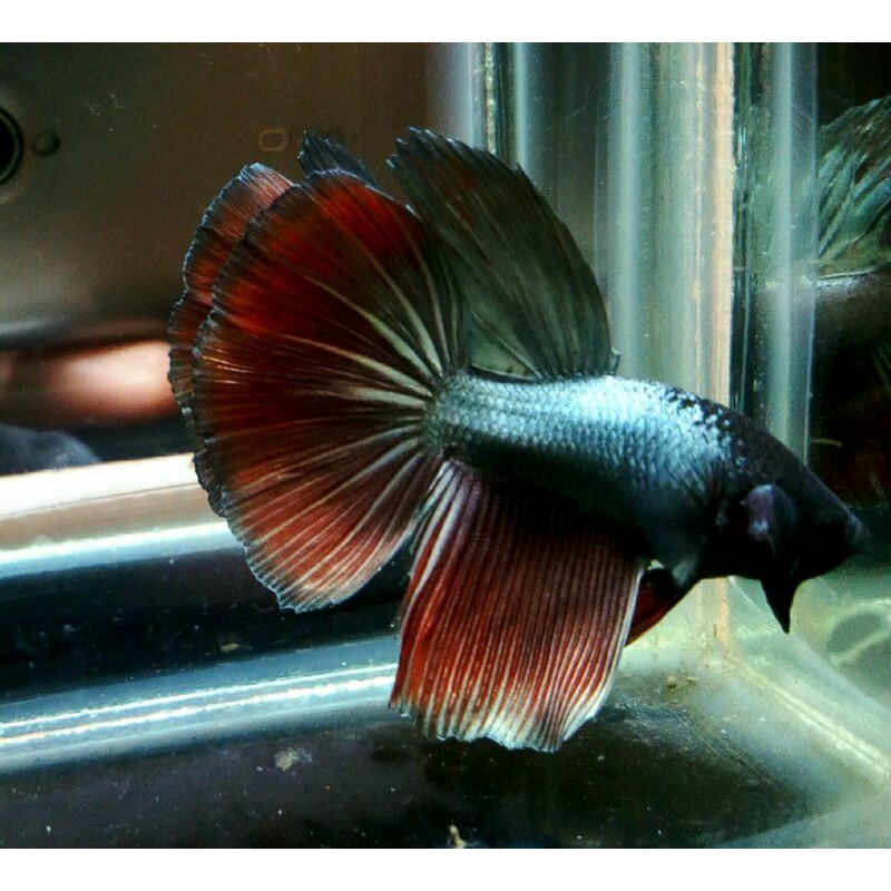 cupang HM cooper/real pic 542