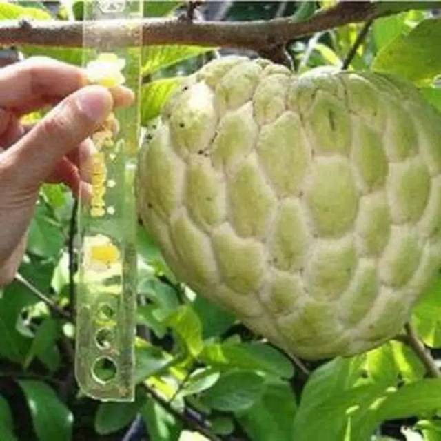 Bibit srikaya jumbo