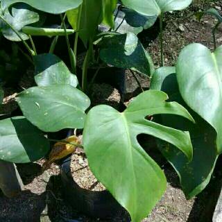 Tanaman hias  philodendron monstera deliciousa tanaman 