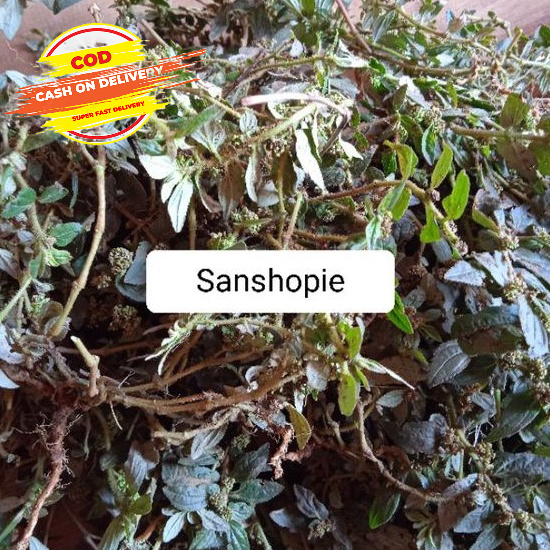 

Daun Patikan Kebo Segar Per 300 gram
