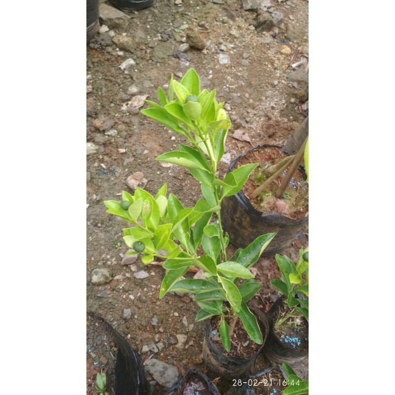 

bibit jeruk giv