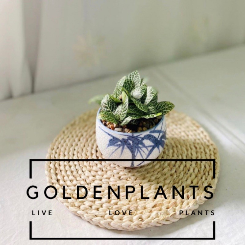 Bibit Tanaman Fittonia White