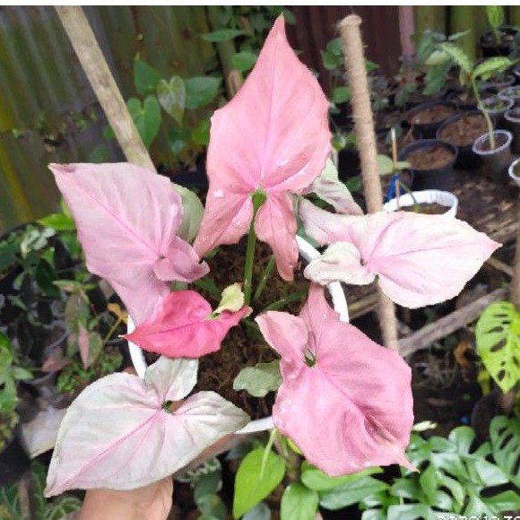 Syngonium Pink Perfection / Singonium Minyak
