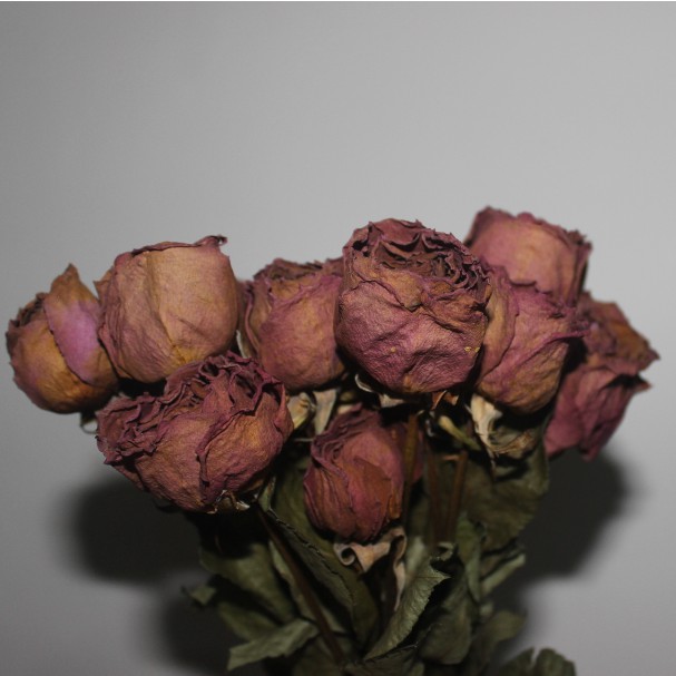 Dried Rose - Mawar Kering - Bunga Kering - Hiasan - Dekorasi - Buket - Bouquet Rustic