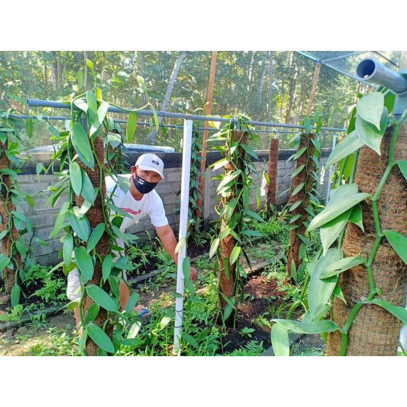 bibit stek vanili/vanili bibit vaneli/bibit stek buah vanili